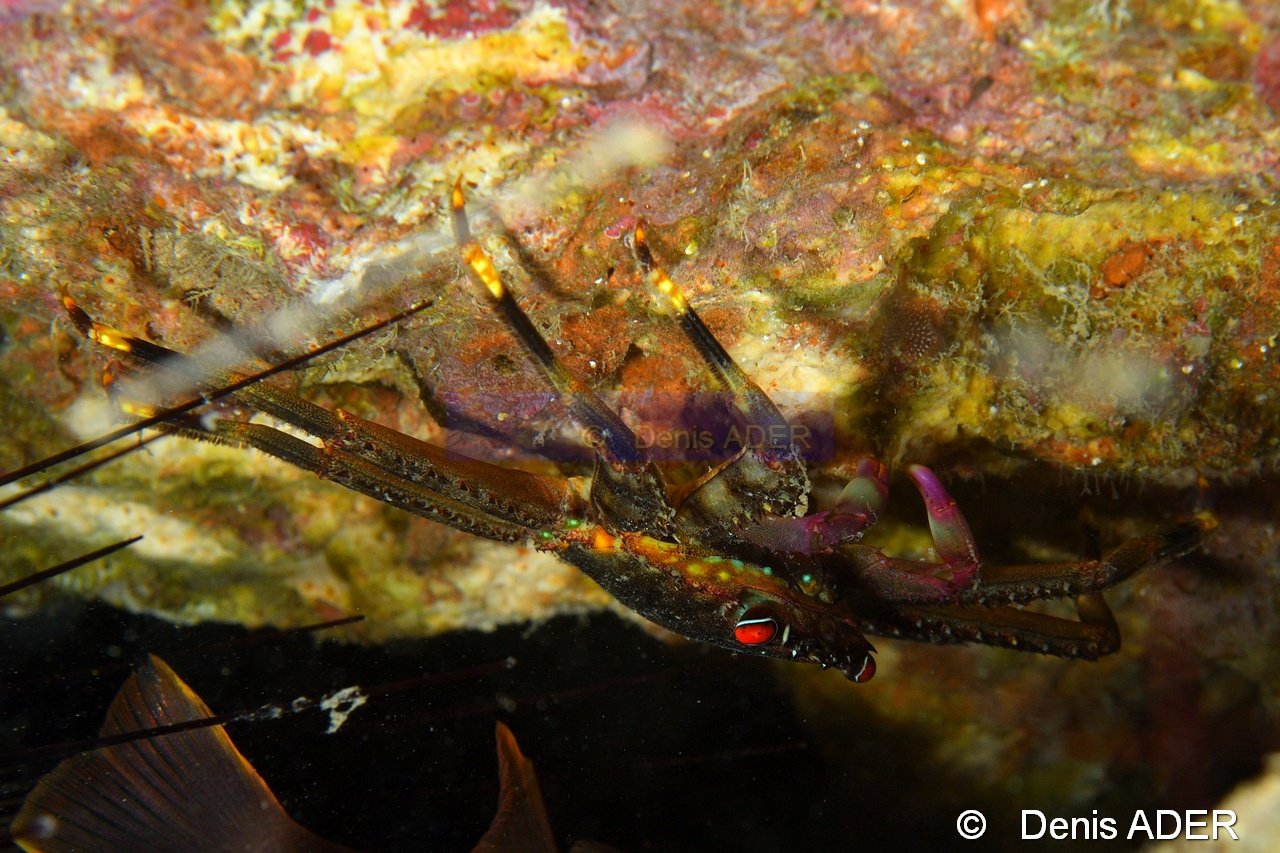 Percnon guinotae-Pasar wajo Mandarin city-11m-20180602nuit-Denis-ADER-DSC_3485_tn.jpg